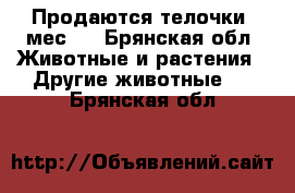 Продаются телочки 3мес.  - Брянская обл. Животные и растения » Другие животные   . Брянская обл.